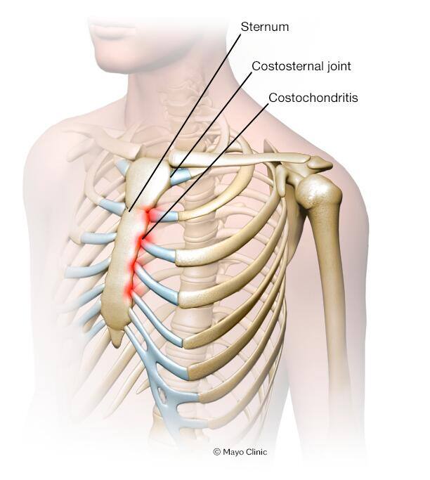 Rib cage and breastbone