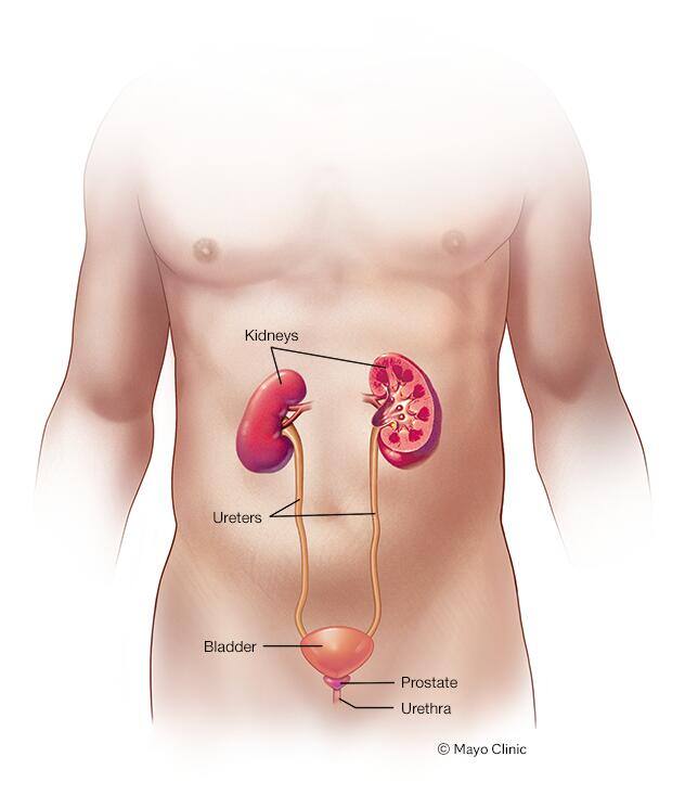 Male urinary system