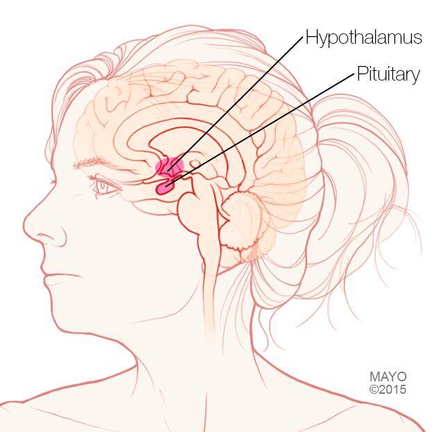 Pituitary gland and hypothalamus