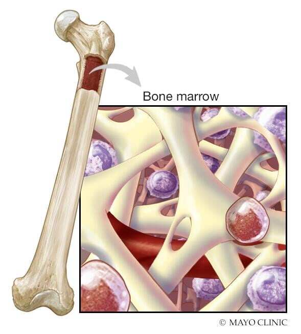 Bone marrow