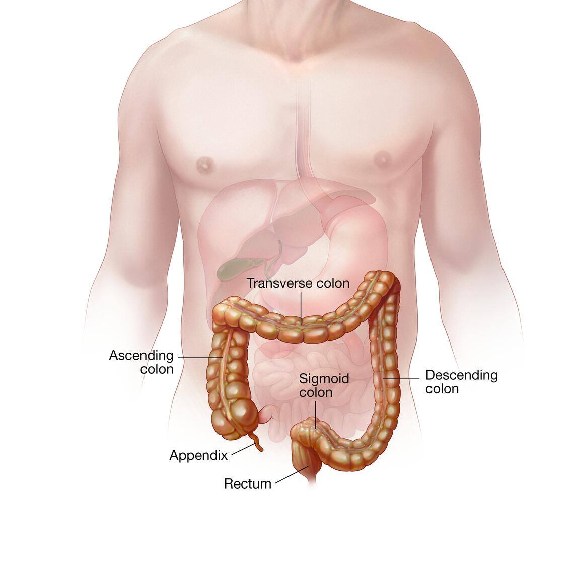 Colon and rectum