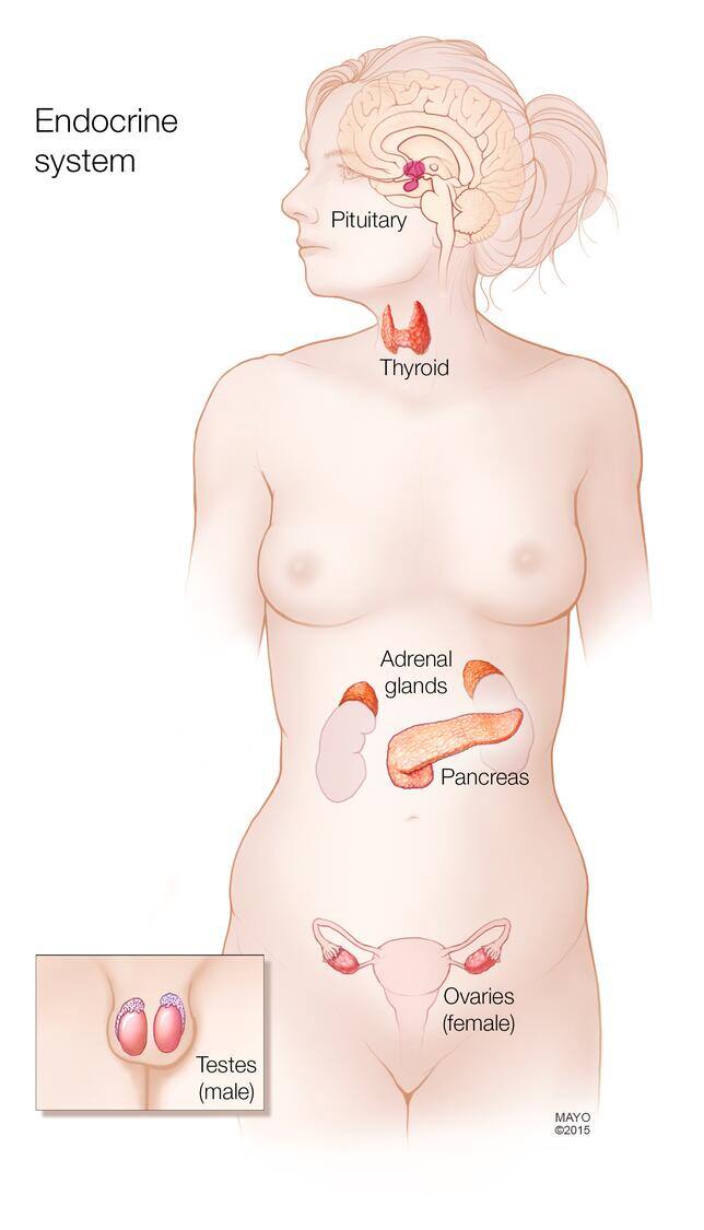 Endocrine system