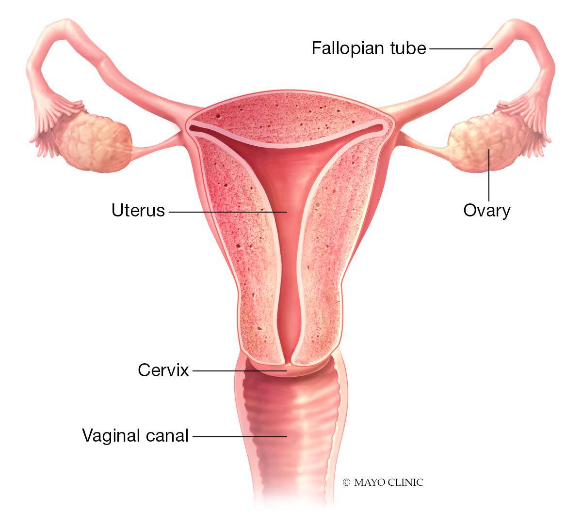 Female reproductive organs