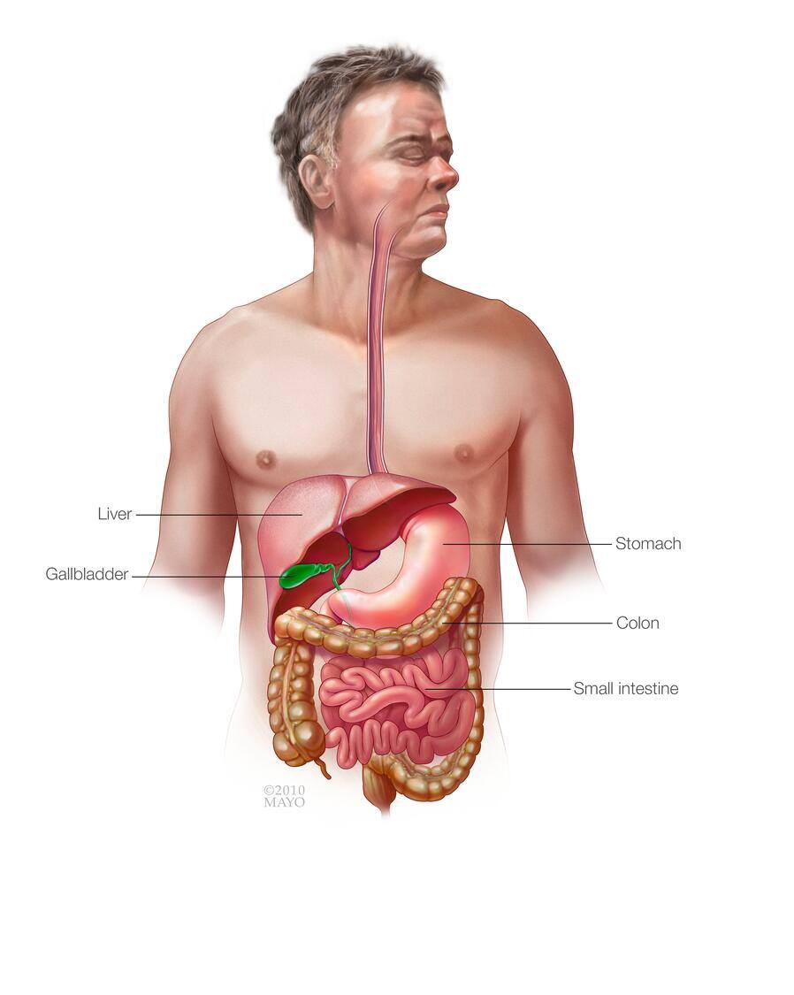 Gastrointestinal tract