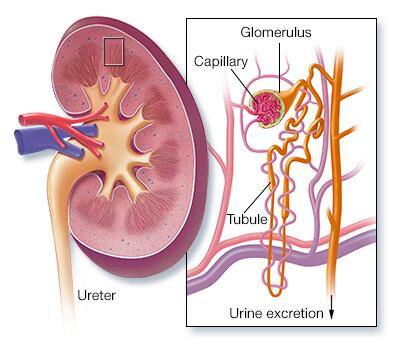 Kidney cross section