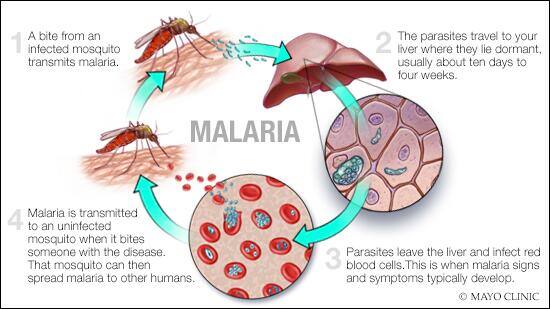 Malaria transmission cycle