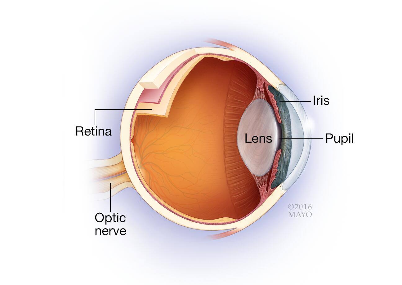 Optic nerve