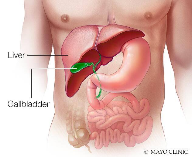 The liver