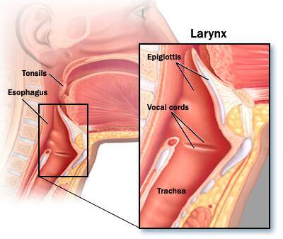 Anatomy of the throat