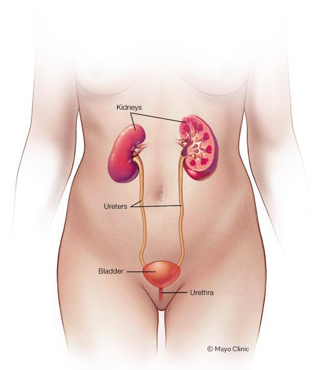 Female urinary system