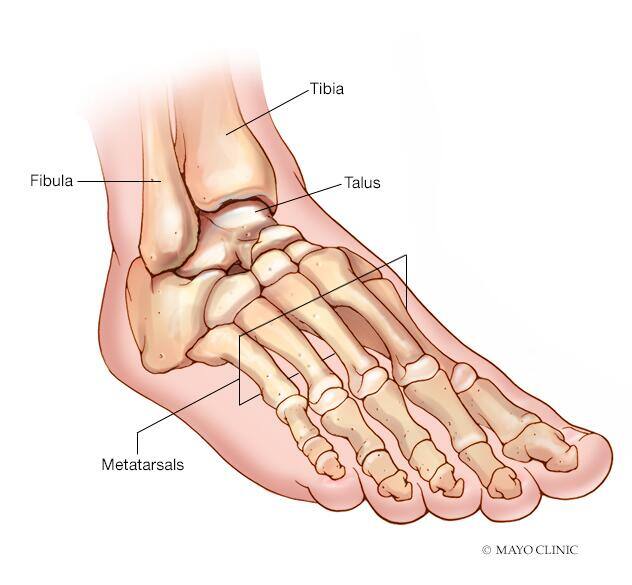 Foot and ankle bones 