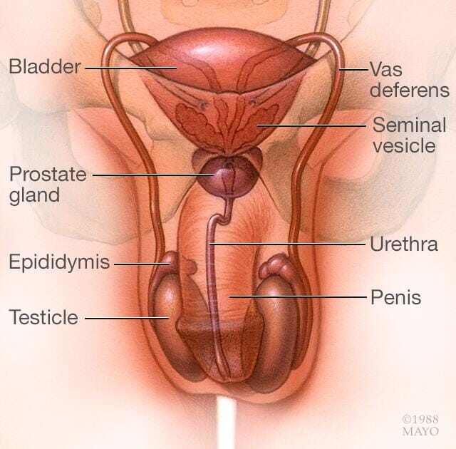 Male reproductive system