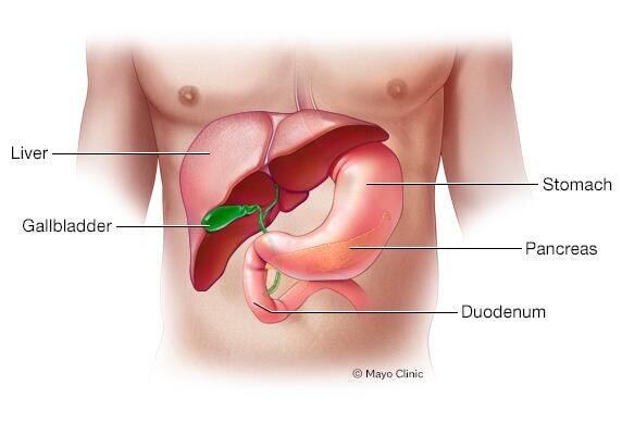 Pancreas 