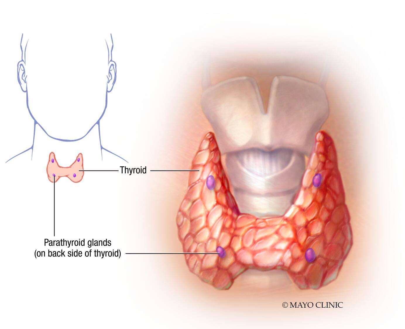 Parathyroid glands