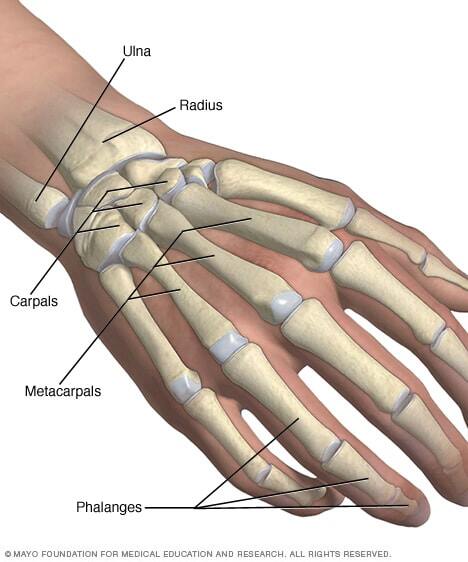 Hand and wrist bones