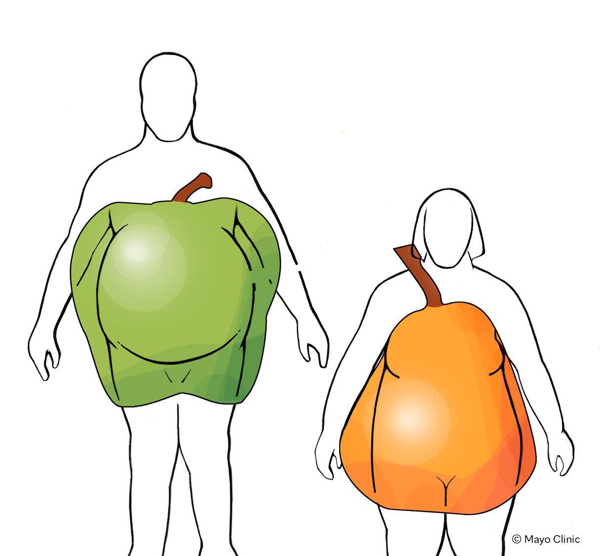 Apple and pear body shapes