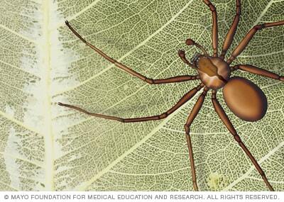 Brown recluse spider