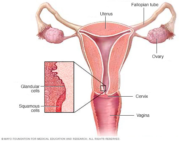 Cervix and squamous and glandular cells