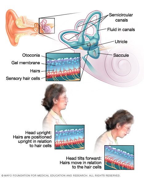 Inner ear