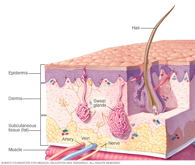 Layers of the skin