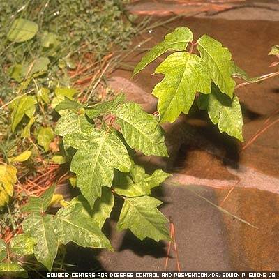 Photograph showing poison ivy plant 
