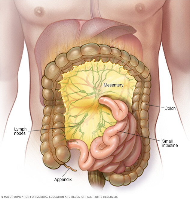 Mesentery