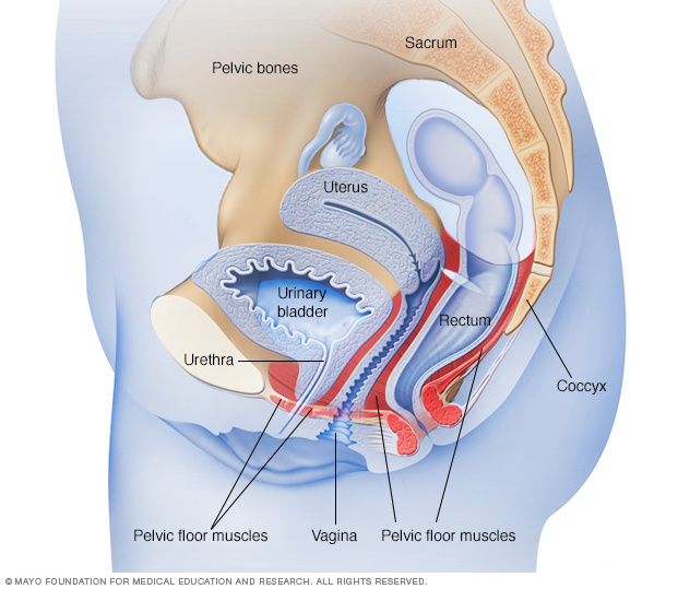 Muscles targeted during Kegel exercises