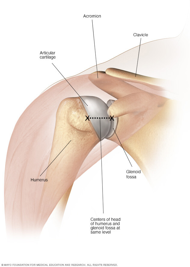 Healthy shoulder joint