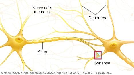 Illustration of how nerve cells connect