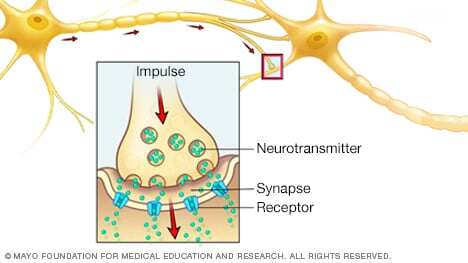 Illustration of how nerves communicate