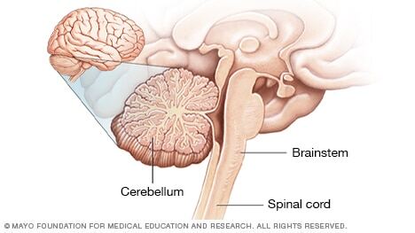 Illustration of cerebellum and brainstem