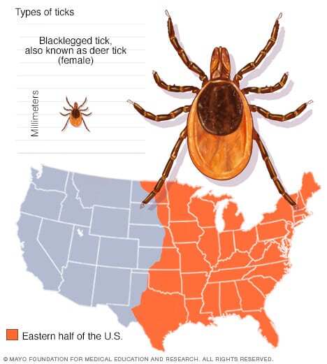 Black-legged tick