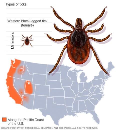 Western black-legged tick