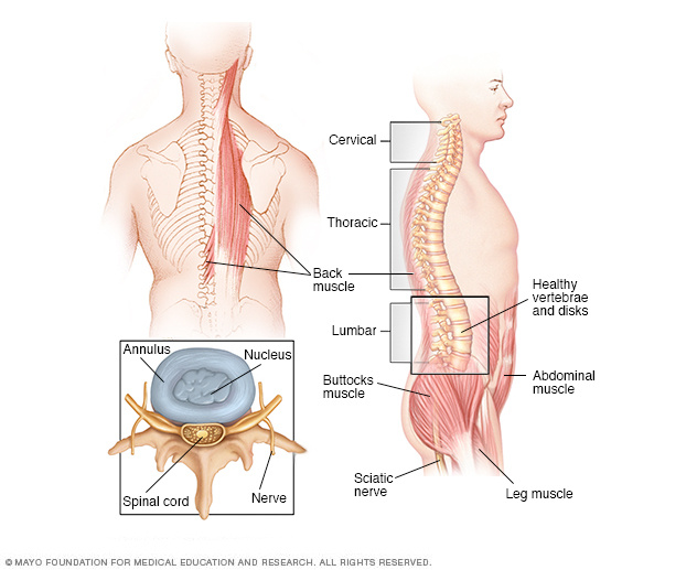 Spinal anatomy