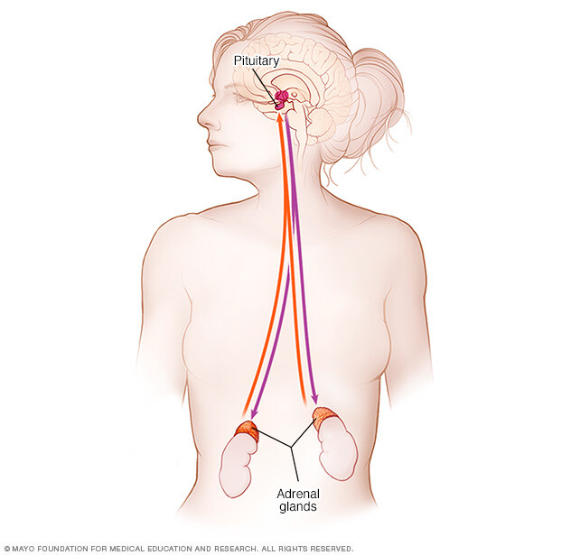 Adrenal gland endocrine system